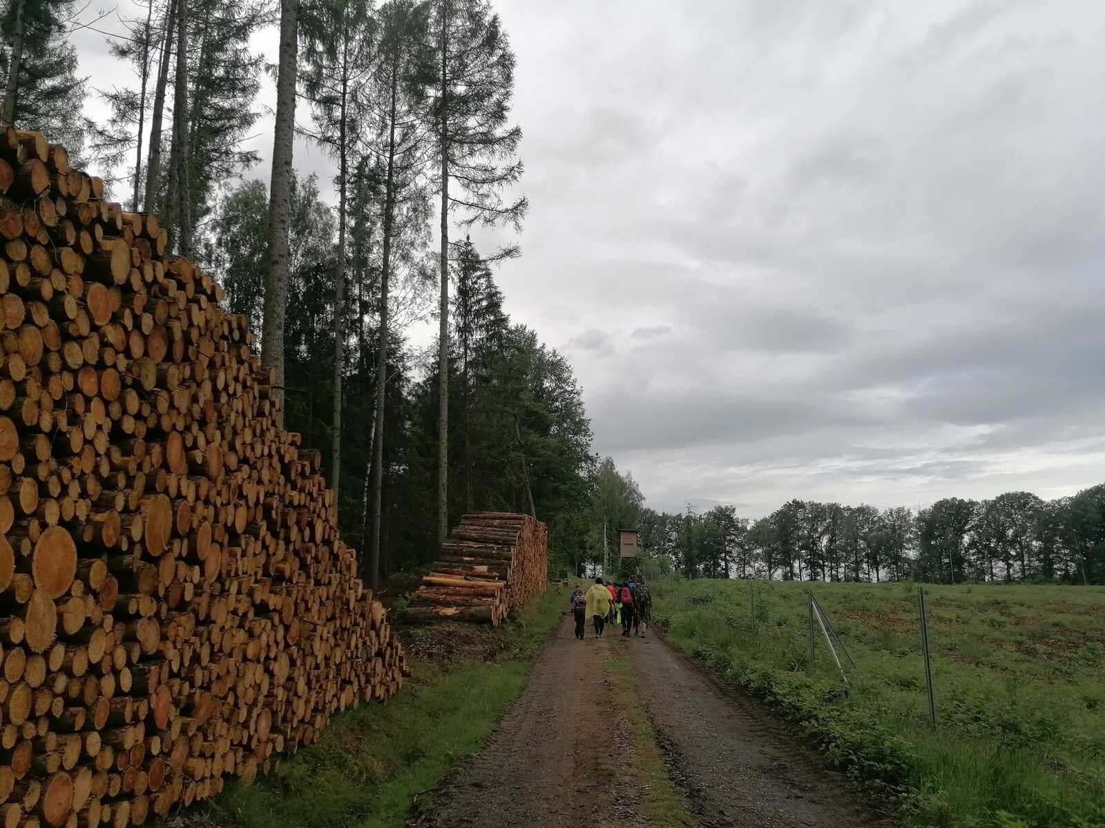 02 Wandern durch den Königsheiner Wald