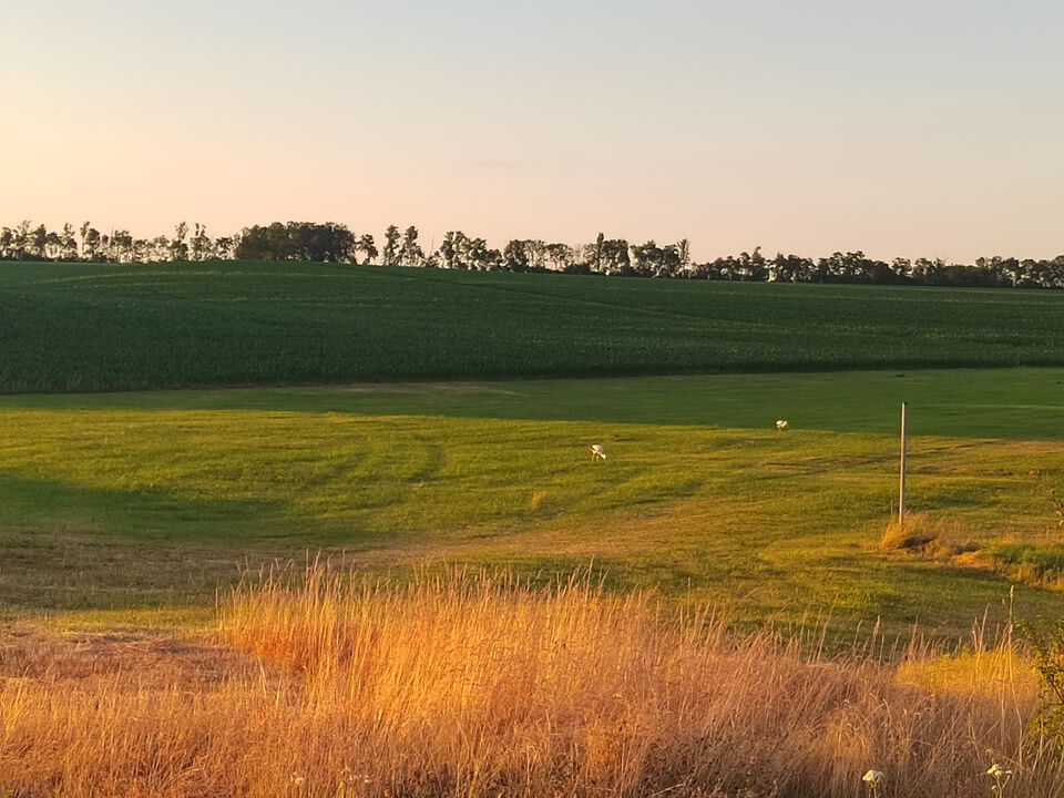 Störche auf dem Feld